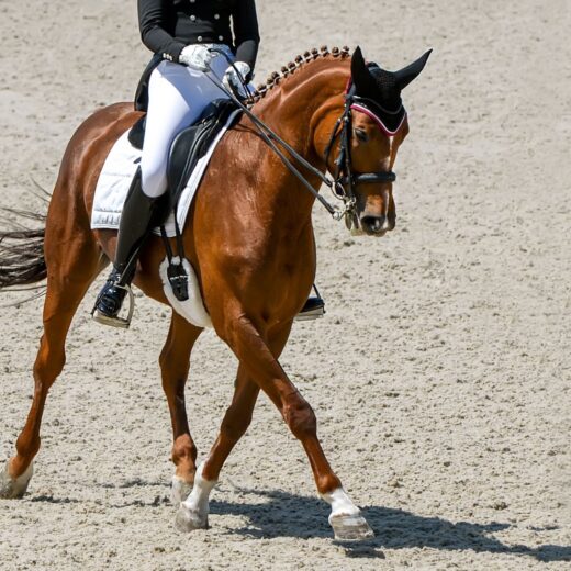 Devon Horse Show and Country Fair