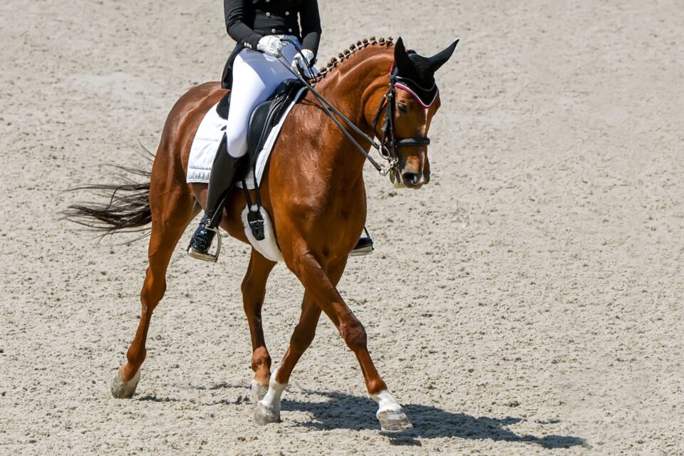 Devon Horse Show and Country Fair