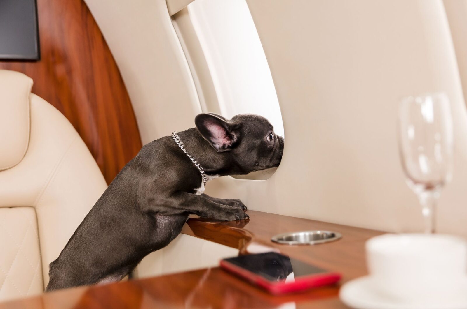 Pets Charter Flights