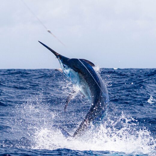 Bahamas Billfish Championship