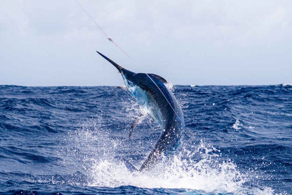 Bahamas Billfish Championship