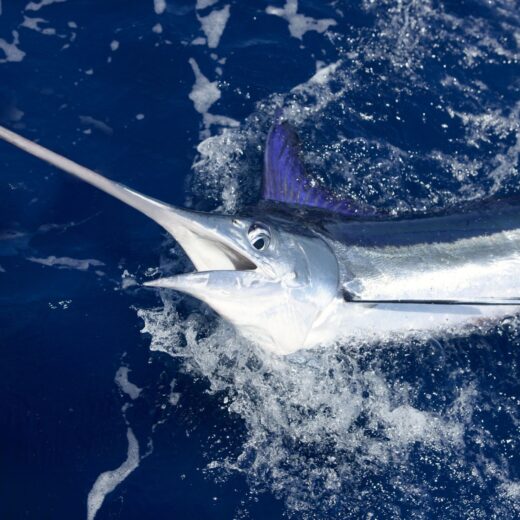 Los Cabos Billfish Tournament