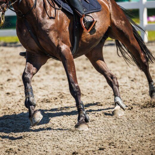Image of Fort Worth Stock Show & Rodeo