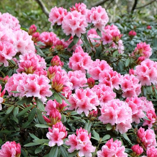 Image of Azalea Festival