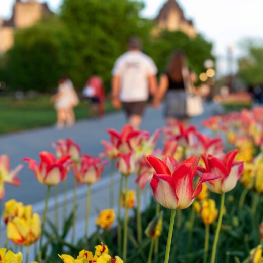 Image of Tulip Festival