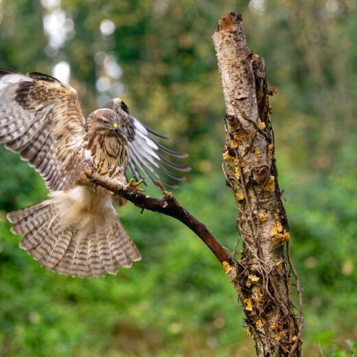 Image of Bridger Raptor Festival