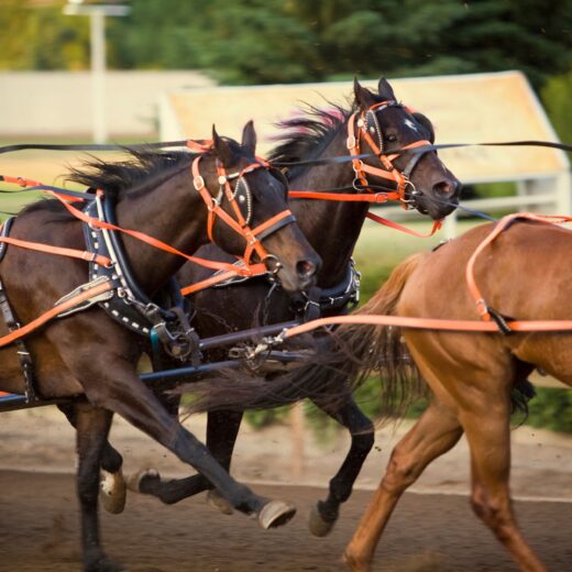 Image of Calgary Stampede