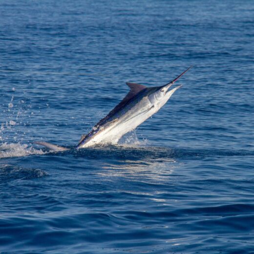 Image of Bisbee’s Black & Blue Marlin Tournament