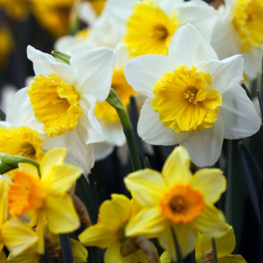 Nantucket Daffodil Festival
