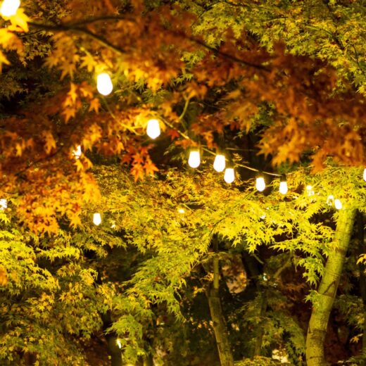 Image of Autumn Lights Festival