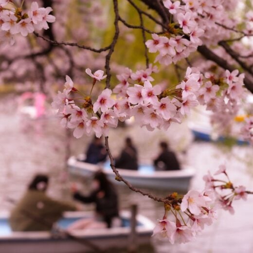 Image of Hanami (Cherry Blossom Viewing)