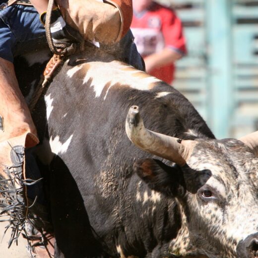 Image of Big Sky PBR (Professional Bull Riding) Event
