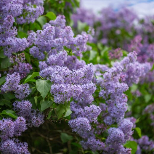 Image of Lilac Festival