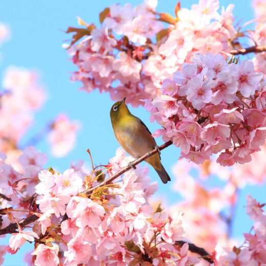 Image of Northern California Cherry Blossom Festival