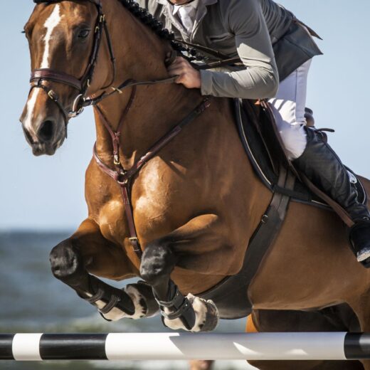 Image of Scottsdale Arabian Horse Show