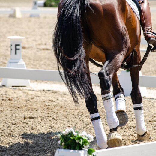 Image of The Bentley Scottsdale Polo Championships