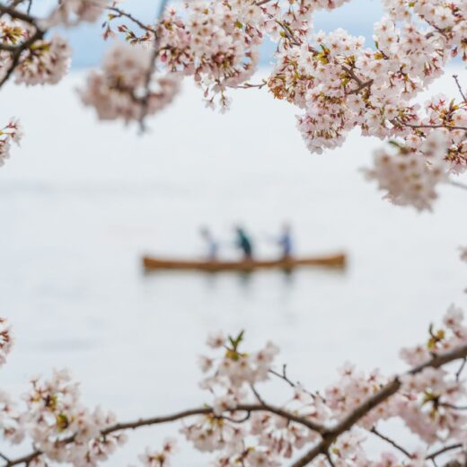 Image of Wooster Square Cherry Blossom Festival