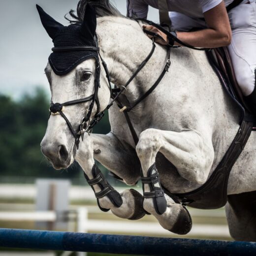 Image of American Gold Cup (nearby North Salem)