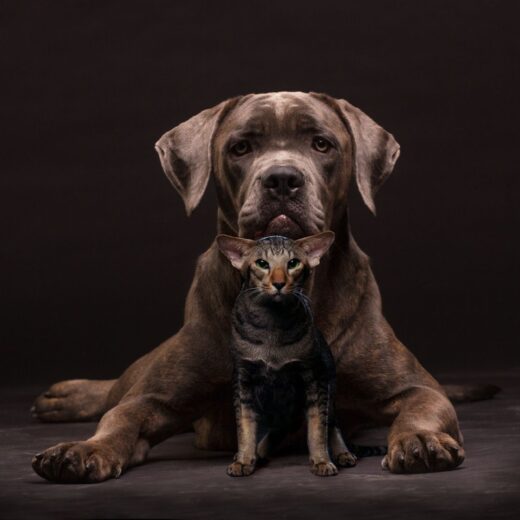 Image of The Furr Ball