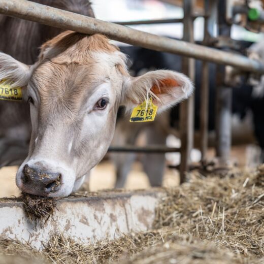 Image of World Dairy Expo