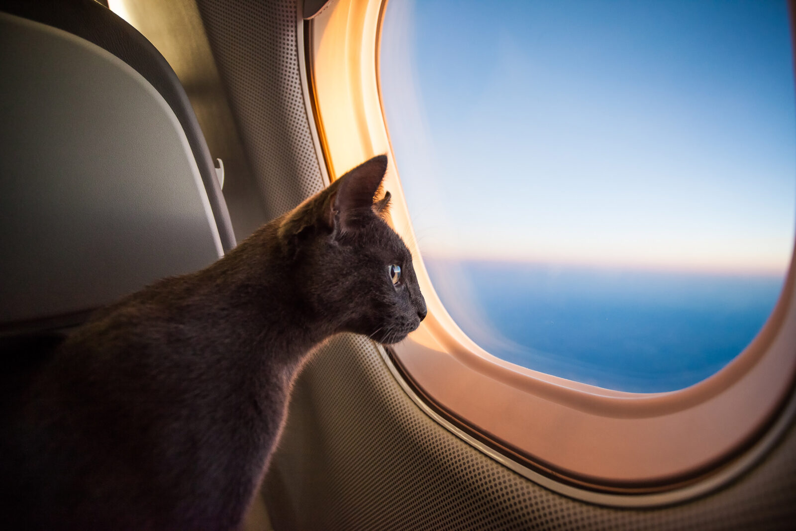 Travelling With Cat On A Private Jet