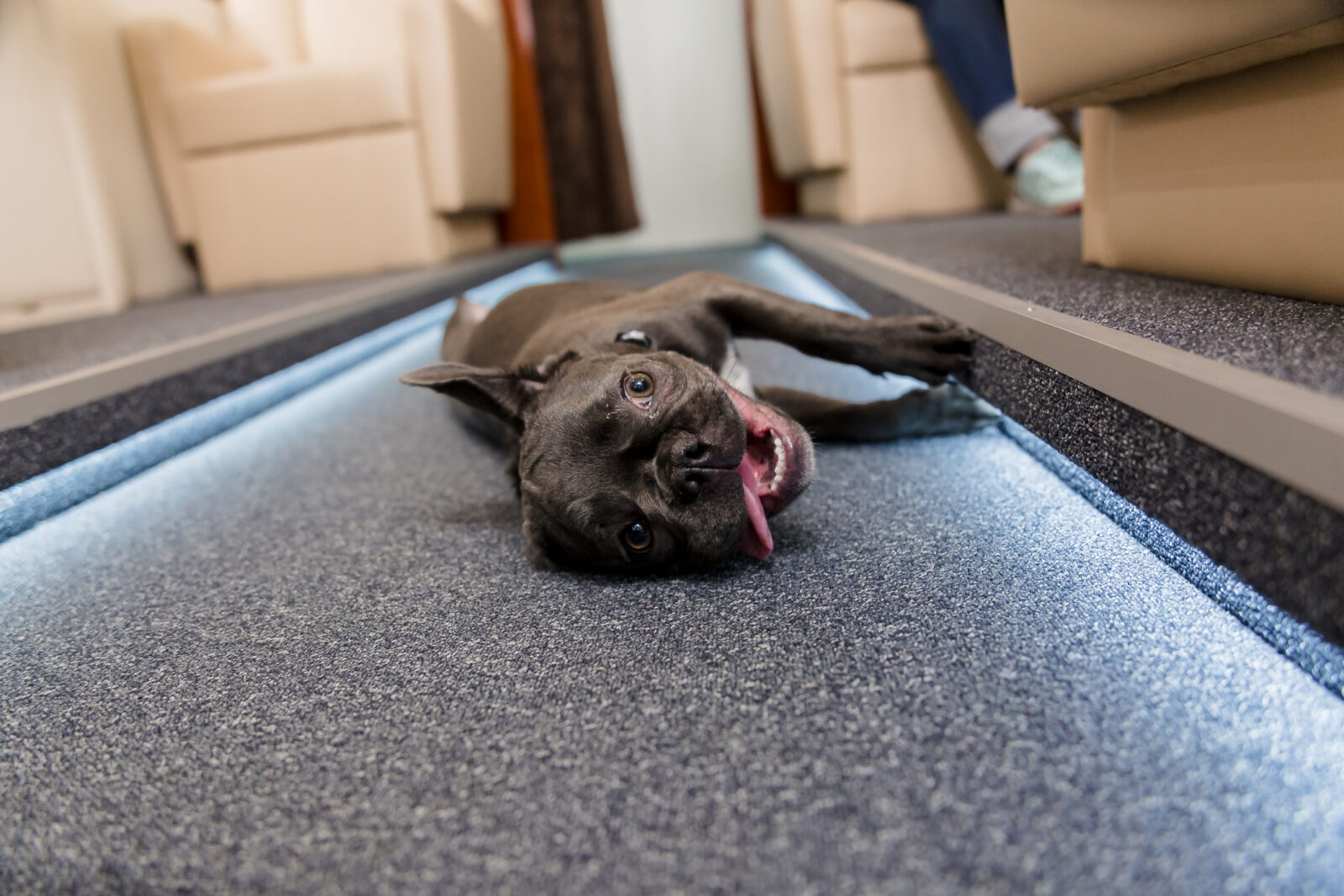 Life onboard with a pet