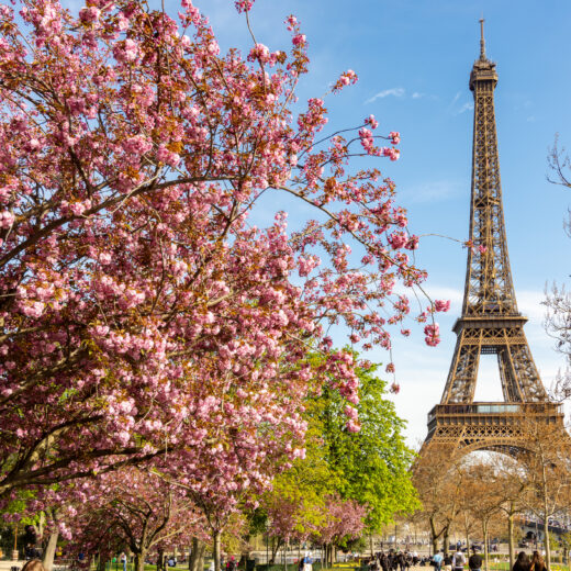 Eiffel Tower behind pink magnolia blossoms